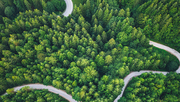 Forest treetops with a winding road Forest treetops with a winding road