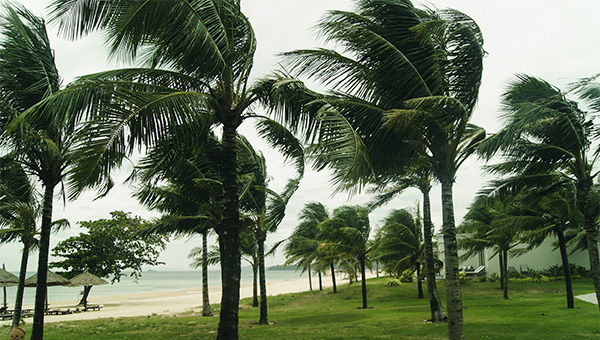 Palm trees blowing in the wind from strong weather