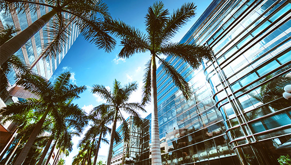 Palm trees near city buildings